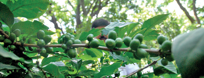 Karnataka: Coffee-growers seek loan waiver
