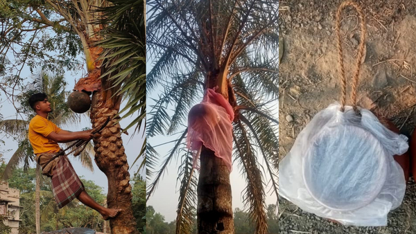 Bengal's Joynagar date palm tappers adopt protective measures after Nipah alert
