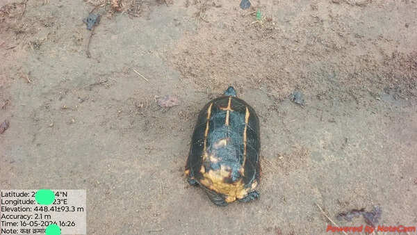 Elusive turtle from Himalayas turns up in Chhattisgarh tiger reserve, surprising forest officials