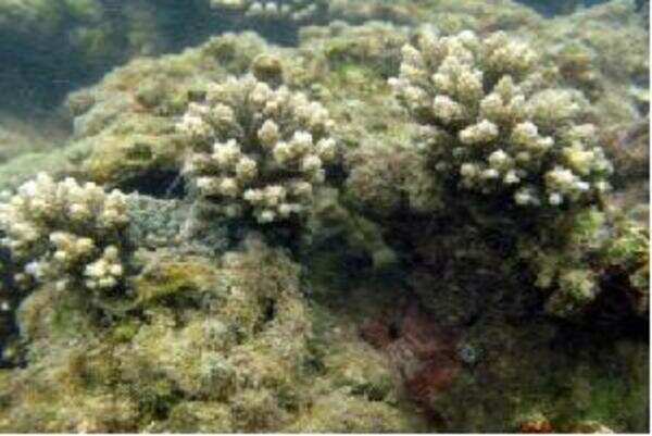 Warm waters bleach coral reefs in south