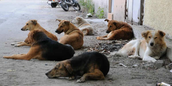 Dehradun civic body plans to build 2 dog shelters