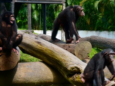 Kolkata: Alipore Zoo's star chimpanzee Babu bites off director's finger