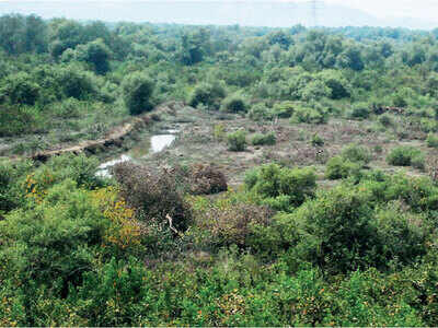 30% rise in city’s mangrove cover since 1990: Report