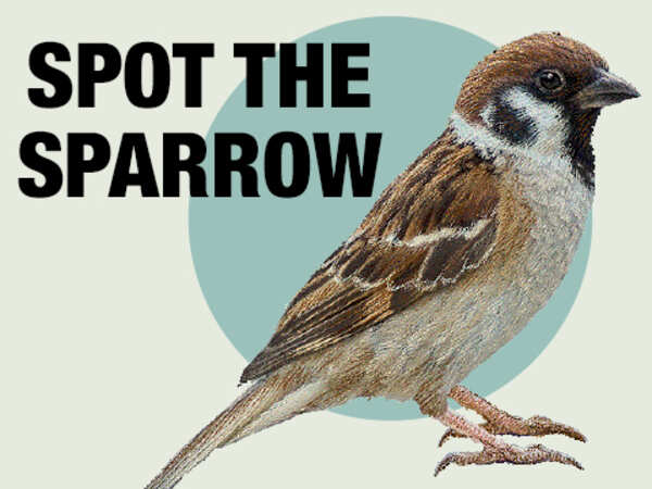World Sparrow Day 2019: Will sparrows return to our home again?