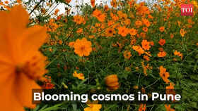 Pune: Blooming yellow cosmos flowers fill the hills, roadside; captivate travellers