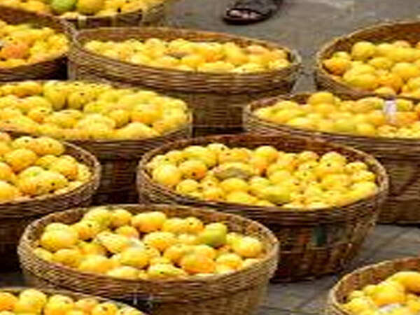Mango yield down by 90% in Kuttiattoor