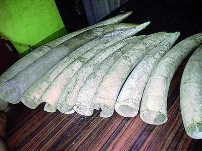6 truck drivers held for transporting jumbo tusks