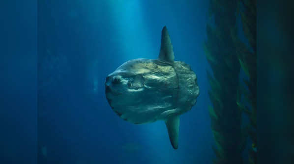 ​Ocean sunfish