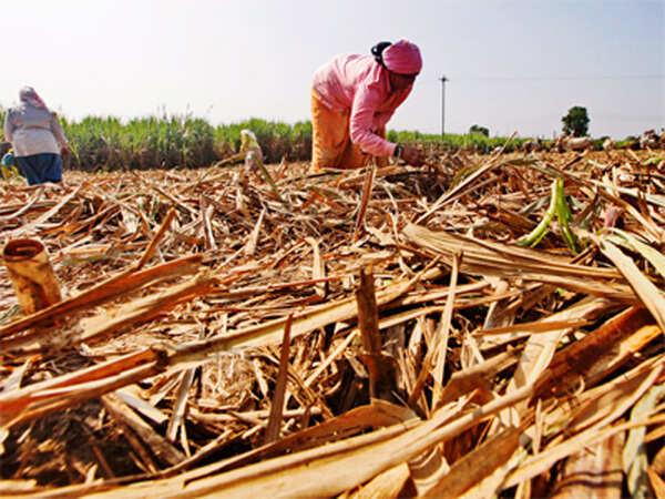 Revival process of Sakri Sugar Mill gains momentum after experts’ visit