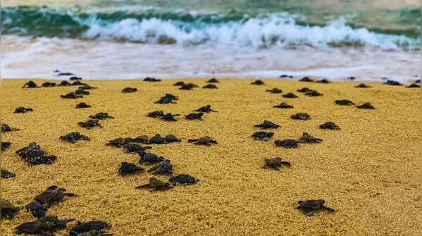 Sea Turtles in India: 9 incredible places in India where you can watch ...