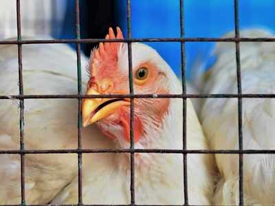 Amid Bird Flu outbreak, 302 birds found dead in a single day in Maharashtra; samples sent for testing