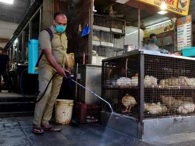 Bird Flu: 96 more birds found dead in Maharashtra; samples sent for analysis