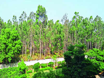 gkvk: Heritage site in peril: GKVK tree-felling raises alarm