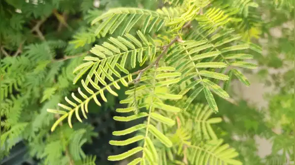 Shami tree