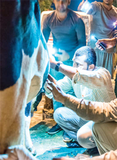 In thick of night, bystanders and vet in shining armour save pregnant cow hit by speeding car