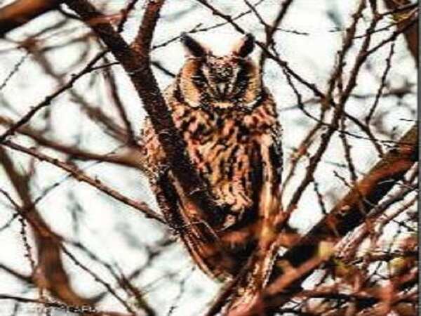 Rare long-eared owl spotted for  first time in Haryana