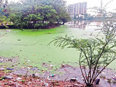 Ill-maintained Seegehalli Lake has come of sewage