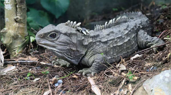 Tuatara