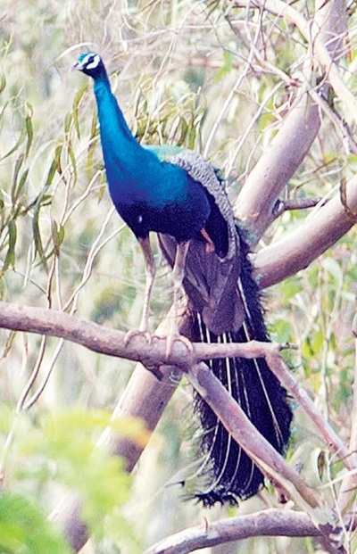 How Bangalore University campus became birder’s paradise