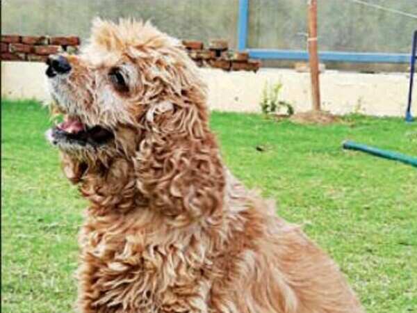 Snoopy, who had Dhoni on fan list, retires from airport security duty