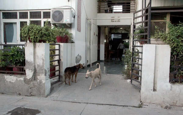 How an Indirapuram township became UP’s first civic ward to sterilise all strays, adopt most of them
