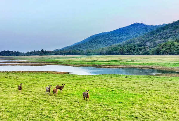 Debrigarh gets greener meadow along Hirakud shoreline, animal sighting improves
