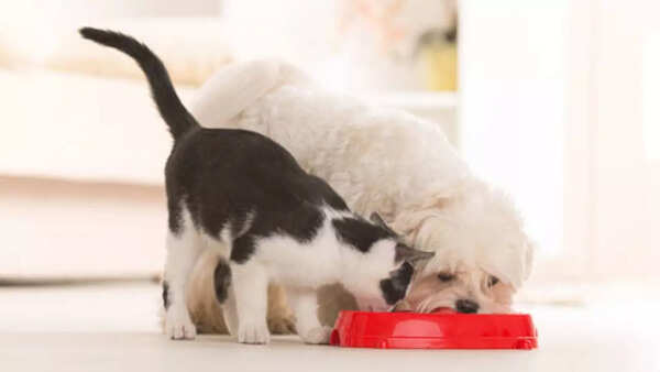 Understanding the Barriers to Healthy Pet Weight in Indian Households