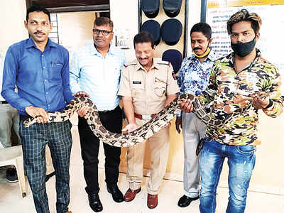 22 reptiles among 28 animals rescued over 4 days of Diwali