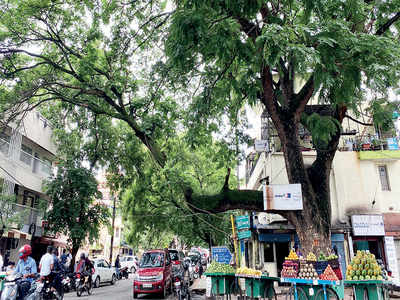 BBMP, is there no good time to start tree census?