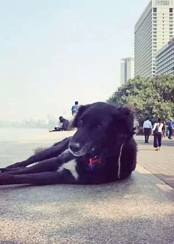 City bids farewell to its four-legged marathon mascot of Marine Drive