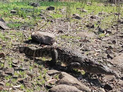 4.4 ft croc rescued from Mulund construction site