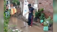 On cam: Man catches a snake, brutally thrashes it on the ground at Ulhasnagar 