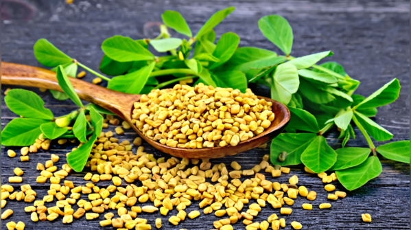 Fenugreek seeds