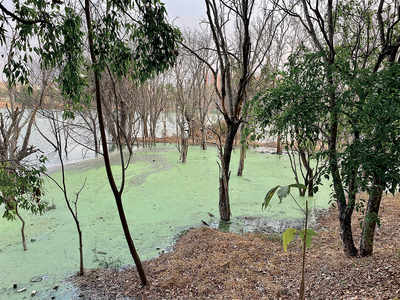 All efforts to revive this lake go down the drain