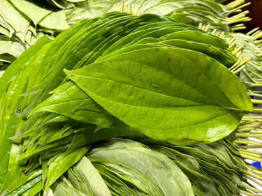 Betel Leaf gets GI tag: 5 reasons to chew betel leaf post meal
