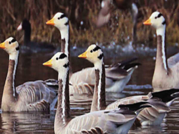 This winter, over 300 bird species spotted in Haryana