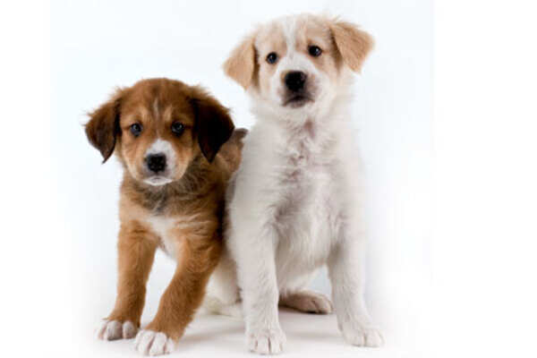 Cruelty to canines unacceptable!