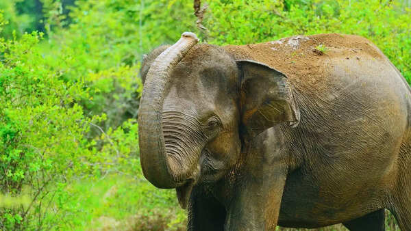 80-year-old woman trampled to death by elephant near Katarniaghat sanctuary in Bahraich; 3rd death in month