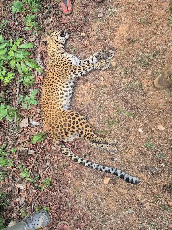 Racing bike mows down leopardess in Shivamogga