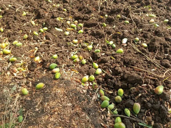 Unseasonal rain in parts of Marathwada takes a toll on mango cultivation