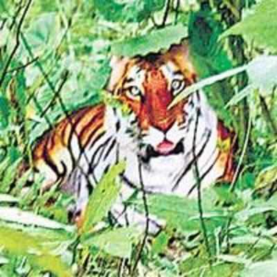 Officials sacked over fake photos of '˜extinct' tiger