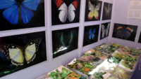 Hyderabad: 26th International Day for Biological Diversity celebrations at Nampally 