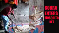 Watch: Close shave for two as cobra enters mosquito net 