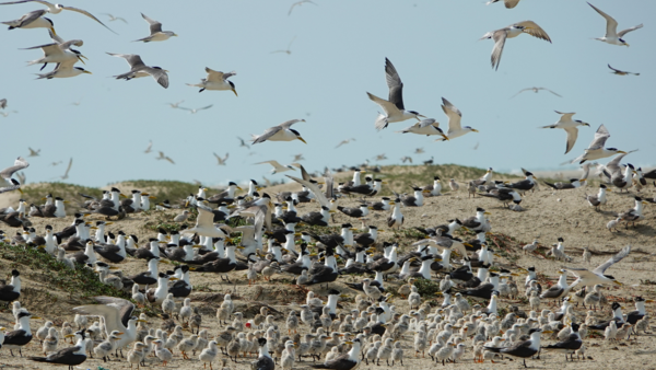 Breakthrough seabird discovery: Large breeding grounds found on Gulf of Mannar sandbars
