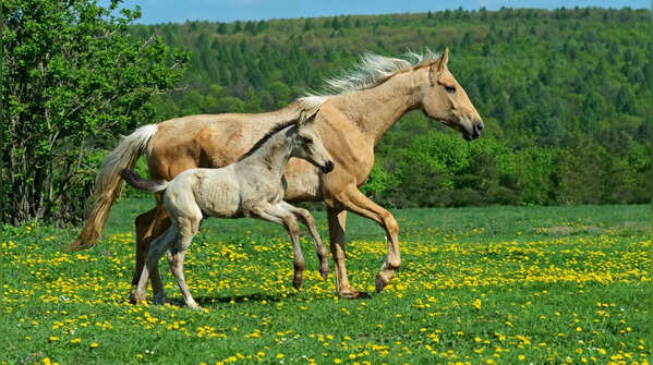 Horses
