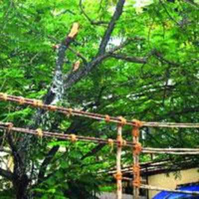 Despite illegal tree pruning, no civic action against miscreants in Vashi