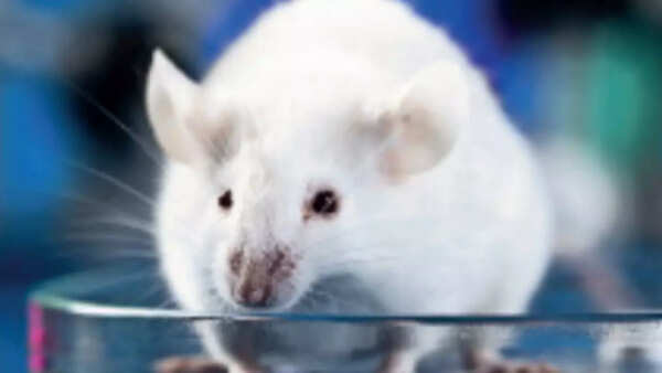 No domestic air transport for live animals for laboratory experiments in India; researchers face challenges