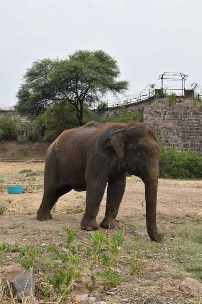 Hyderabad: 44-year-old elephant, Jamuna, dies after suffering from prolonged illness at Hyderabad Zoo