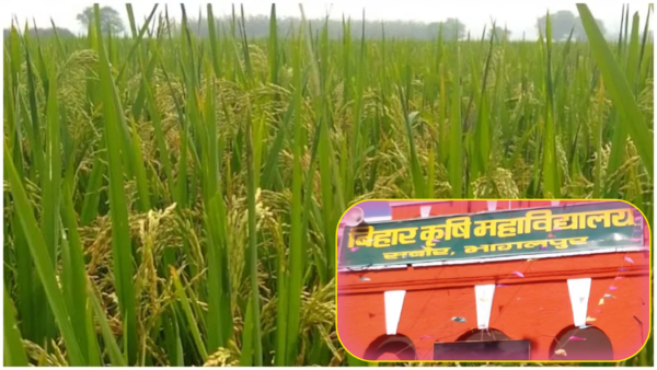 BAU develops drought-resistant paddy variety 'Sabour Samrat'