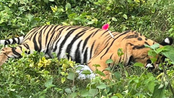 Tigress captured in Uttar Pradesh's Pilibhit